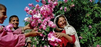 Weeding Roses in Kabul