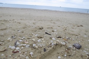 Okinawa Sea Shells